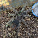 Tarantula - Red Island Birdeater