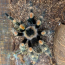 Tarantula - Mexican Red Knee