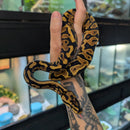 Snake - Ball Python - Spotnose Yellow Belly Male