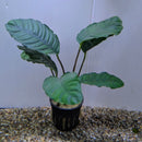 Thailand Potted Anubias barteri var. Coffeifolia