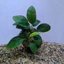 Thailand Potted Anubias barteri var. 'Gold Coin Leaf'
