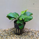 Thailand Potted Anubias barteri