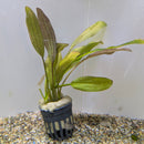 Thailand Potted Echinodorus Rose