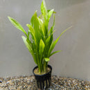 Thailand Potted Echinodorus grisebachii Paniculatus