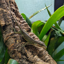 Lizard - Anole - Green