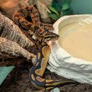 Snake - Ball Python - Male Orange Dream het.