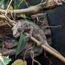 Lizard - Panther Giant Spined Chameleon
