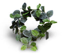 Pangea Fittonia Leafy Vine 6'