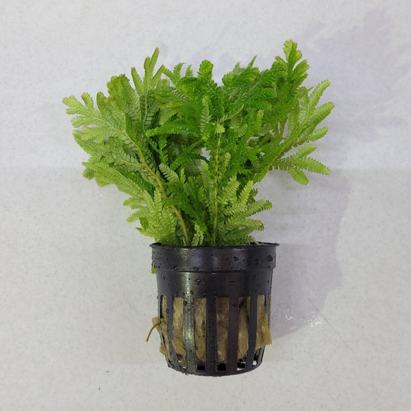 Selaginella wallichii Terrarium Plant