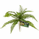 Zoo Med Naturalistic Flora Sword Fern