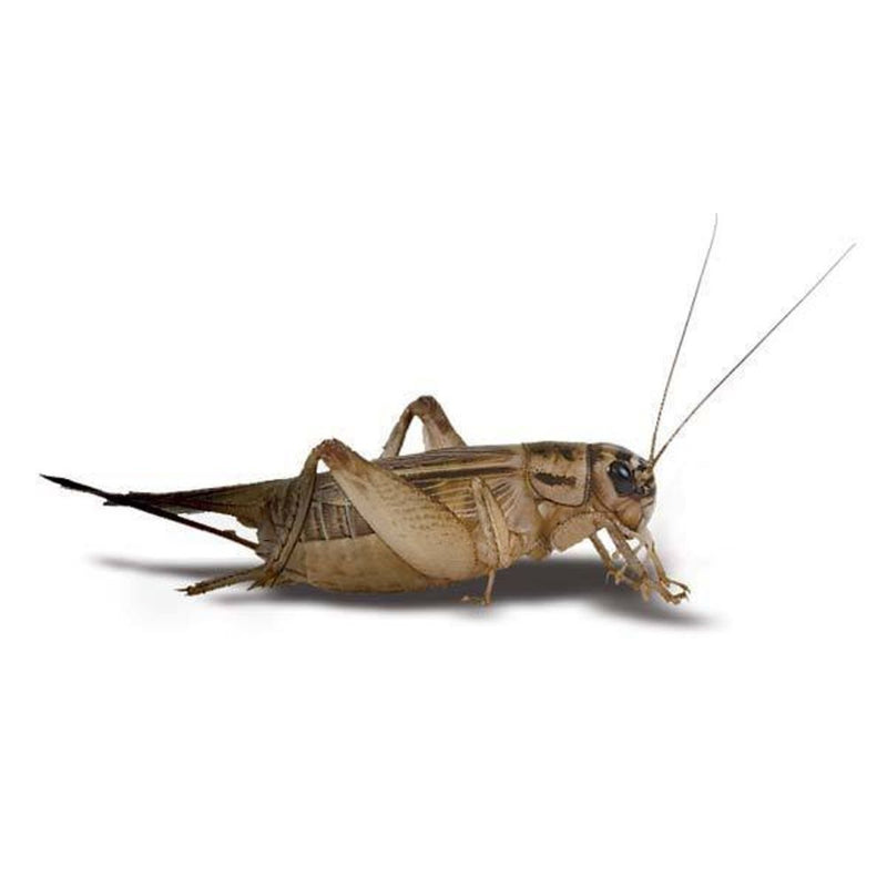 Crickets Counted (In Store Pickup only)
