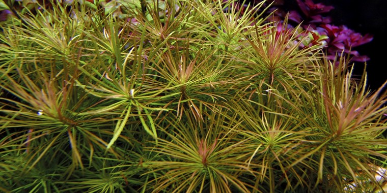 Bunch Plant - Eustralis stellata