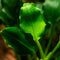 Tropica Potted Anubias barteri var. nana 'Kirin'