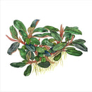 Tropica Potted Bucephalandra sordidula 'Blue'