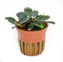 Tropica Potted Bucephalandra sordidula 'Blue'