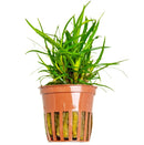 Tropica Potted Eriocaulon Vietnam