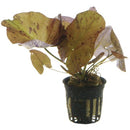 Tropica Potted Nymphaea lotus