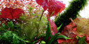 Tropica Potted Nymphaea lotus