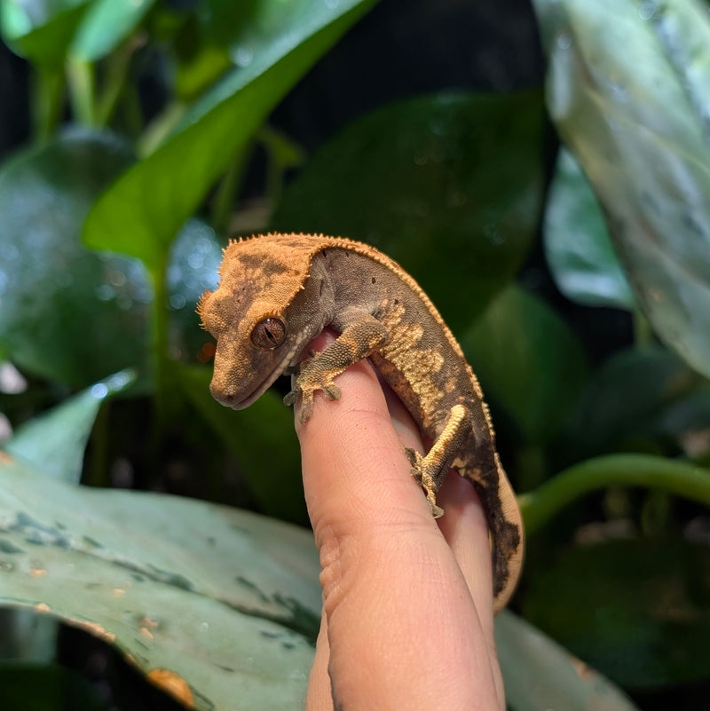 Lizard - Gecko - Crested