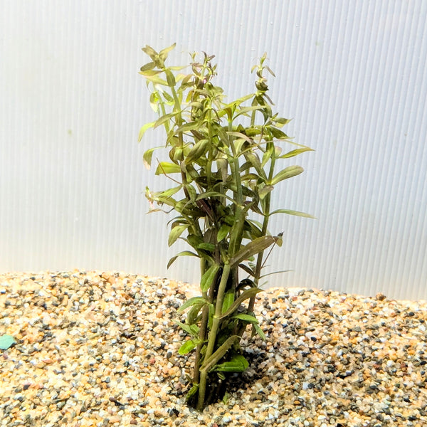 Bunch Plant - Limnophila aromatica