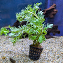 Sri Lanka Potted Hygrophila difformis