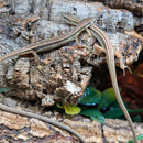 Lizard - Longtail Grass