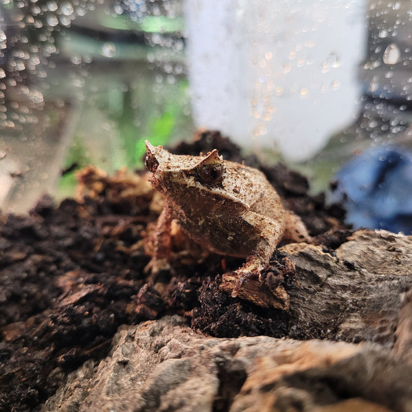 Amphibian - Frog - Horned Mountain