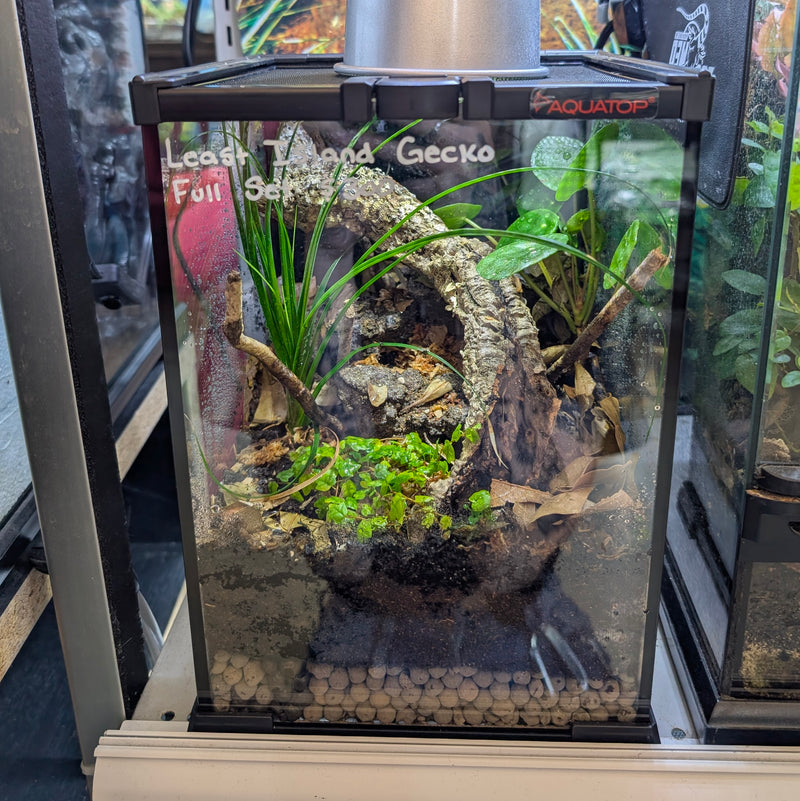 Lizard - Gecko - Island Least Full Kit