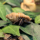 Crab - Purple Land Hermit