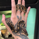 Snake - Ball Python - Orange Ghost het. Clown