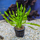 Sri Lanka Potted Vallisneria Americana
