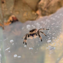 Spider - Regal Jumping (Female)