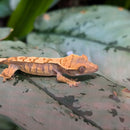 Lizard - Gecko - Crested