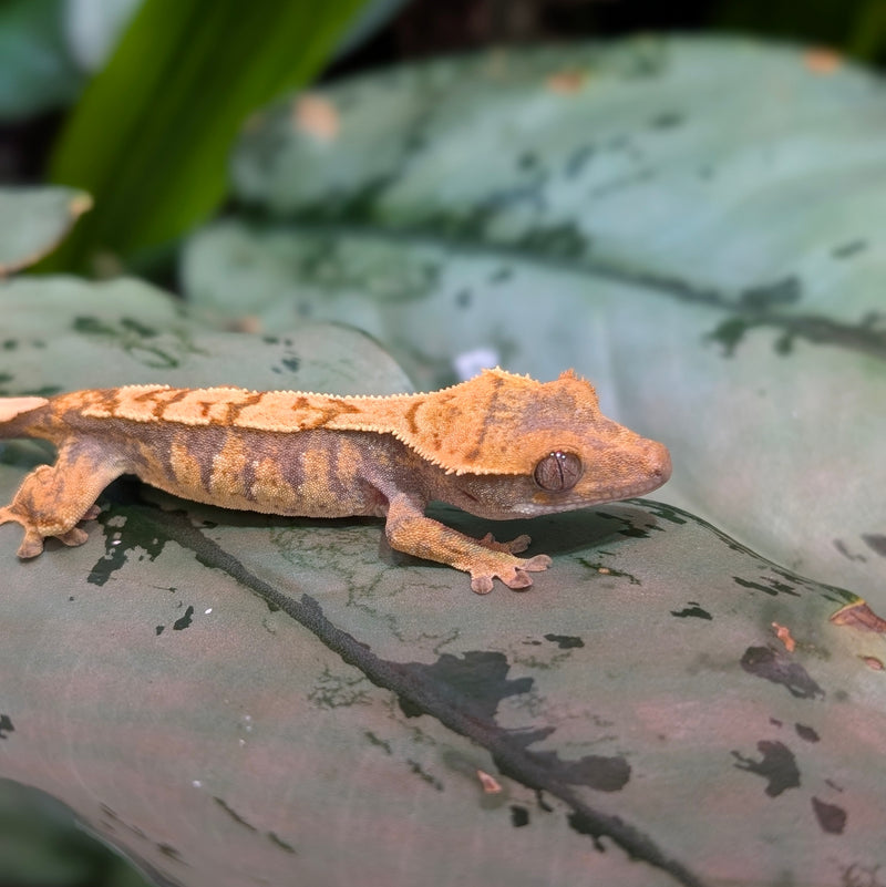 Lizard - Gecko - Crested