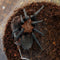Tarantula - Brazilian Red Head