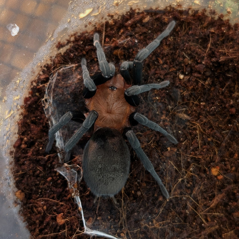 Tarantula - Brazilian Red Head