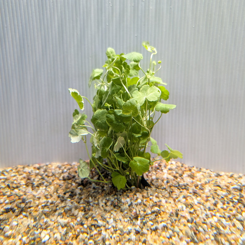 Bunch Plant - Hydrocotyle sibthorpioides