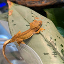 Lizard - Gecko - Crested