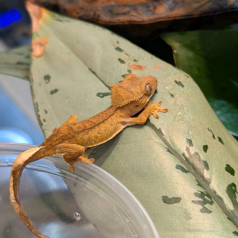 Lizard - Gecko - Crested
