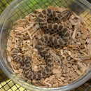 Snake - Plains Hognose - Normal