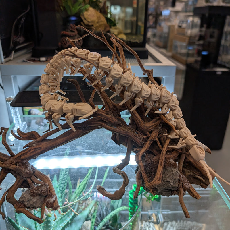 3D Printed - Centipede Brown (40cm)