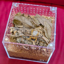 Spider - Camel Sun Striped - Full Kit