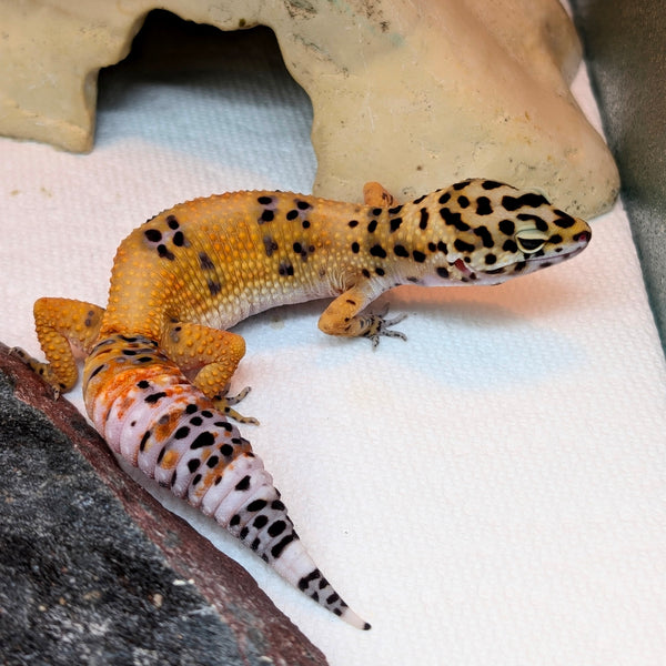 Lizard - Gecko - Leopard Firefox