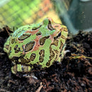 Amphibian - Frog - Pacman Camo