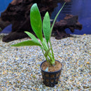 Sri Lanka Potted Anubias Lanceolata