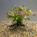 Bunch Plant - Hygrophila polysperma Rosanervig