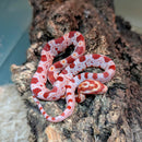 Snake - Corn - Fancy
