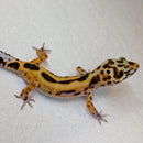 Lizard - Gecko - Leopard Albino Jungle Tangerine