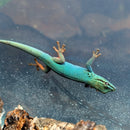 Lizard - Gecko - Electric Blue Day Male