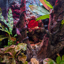 Lizard - Crested Gecko - Complete Terrarium Setup (see description for details)